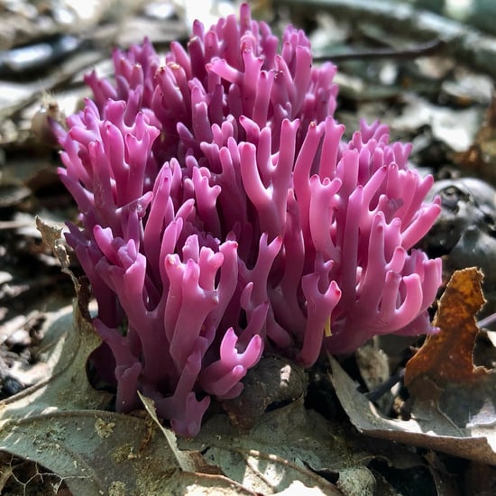 Violet Coral Fungi (1)