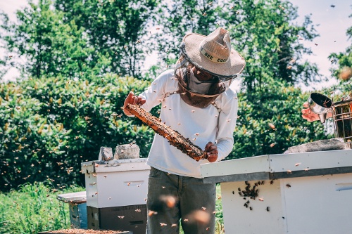 apiary-summer-
