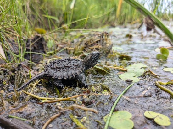 baby snapper