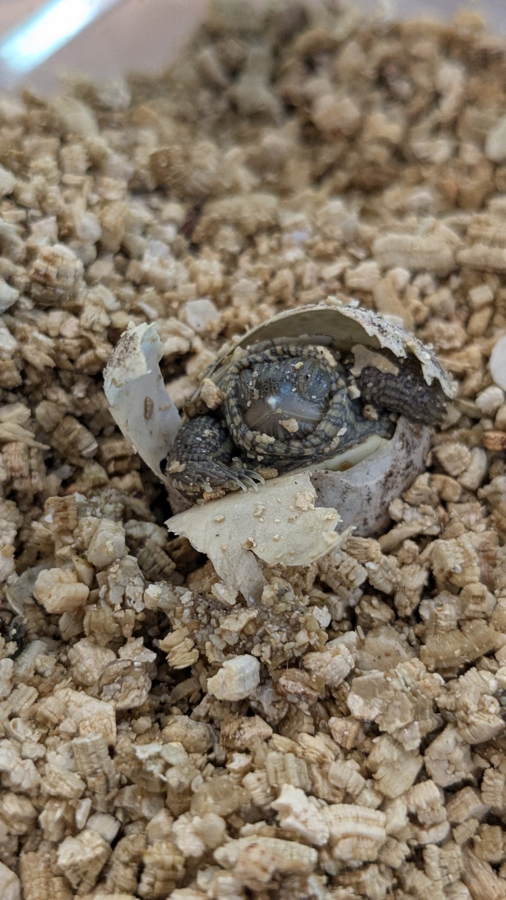 northern map turtle hatching