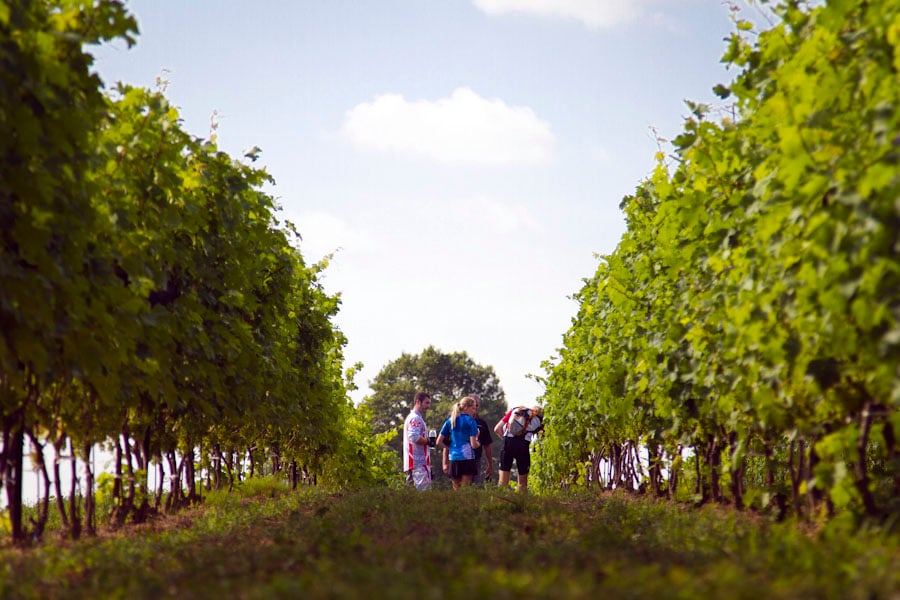 vineyardpic