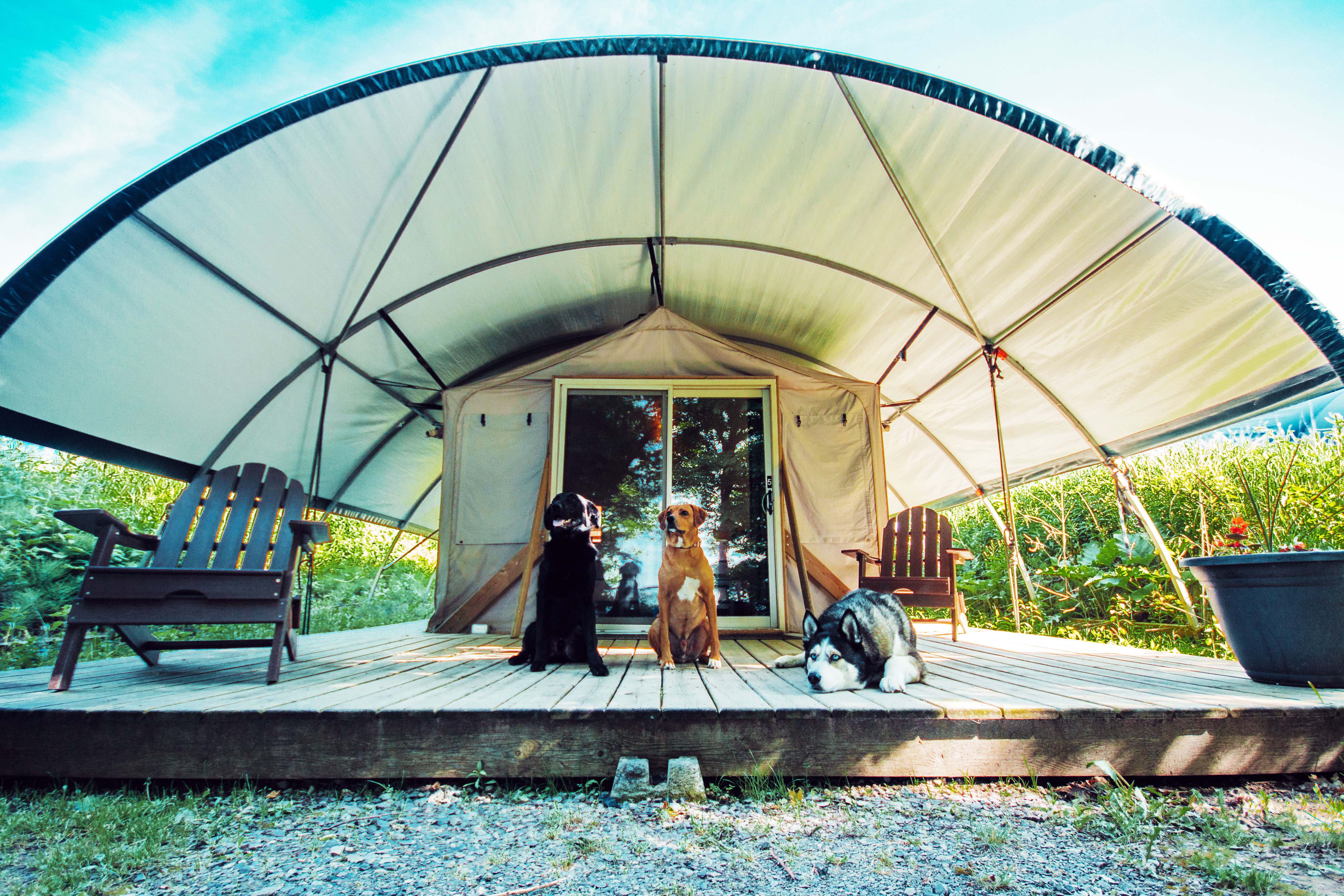dogswildsuite
